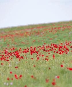 Тюльпановое поле