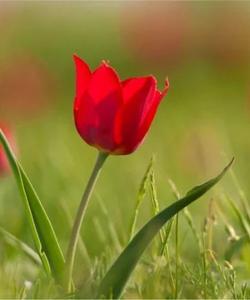 Цветение тюльпанов в Калмыкии