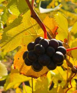 Винный тур в Краснодарский край