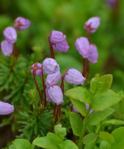 Местные растения