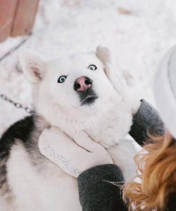 Питомник хаски в Карелии