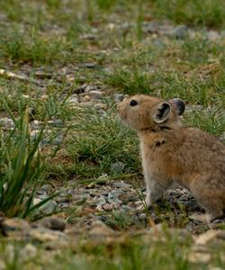 Местная природа