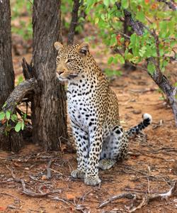 Леопардовый парк Джалана 