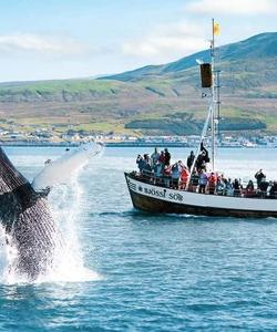 Киты в Исландии