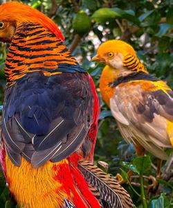 Лимонарий в Саратове