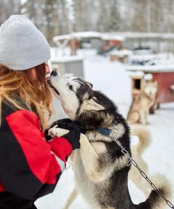Питомник хаски в Карелии