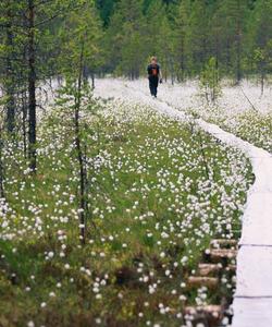 Поход по национальному парку Паанаярви