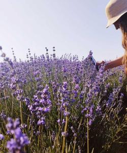 Цветение лаванды