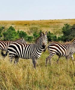 Животный мир