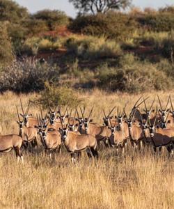 Сафари в Намибии