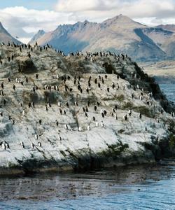 Пингвины в Ушуае