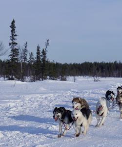 Катание на собачьих упряжках «Лесная Елань»
