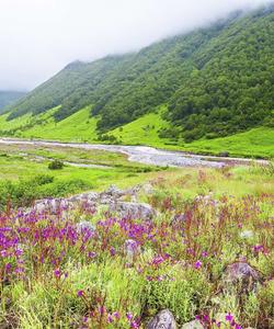 Долина Цветов