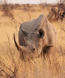 Национальный парк Этоша