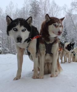 Питомник ездовых собак
