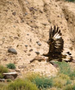 обитатели Алтая