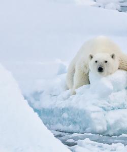 Белый медведь на Северном полюсе