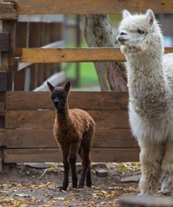 экскурсия на ферму альпак