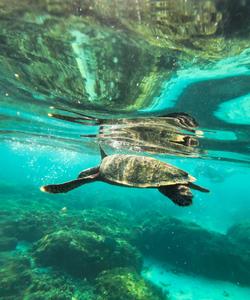 Дайвинг и снорклинг на Мальдивах