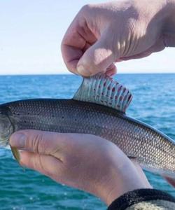 рыбалка на Байкале