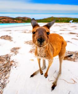 Кенгуру в Австралии