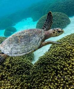 Подводный мир