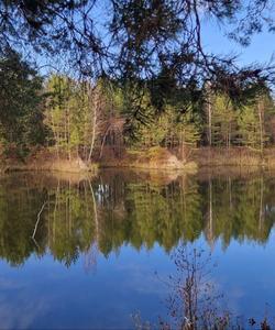 Лесное озеро в Подмосковье
