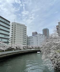 Река Мегуро в Токио