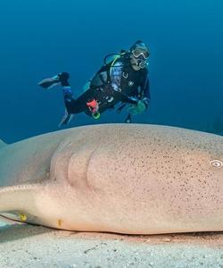 Дайвинг на Мальдивах