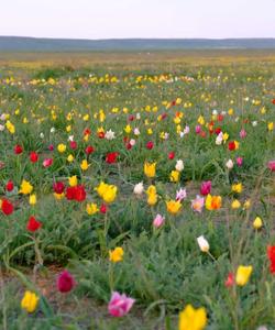 Цветение тюльпанов в Калмыкии