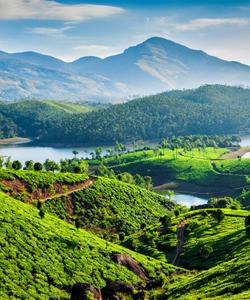 Плантации чая в Керале