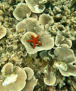 Подводный мир