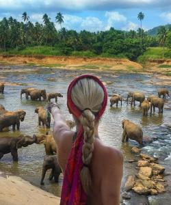 Слоновий питомник