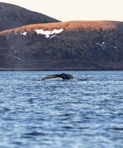 Баренцево море