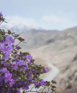 Цветение маральника на Алтае