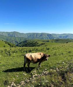 природа Кавказа