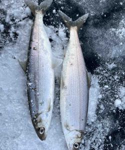 Зимняя рыбалка на Байкале