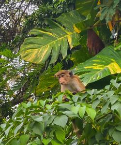Обезьяна на Шри-Ланке
