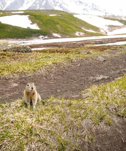 Евражка на Камчатке