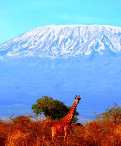 Килиманджаро