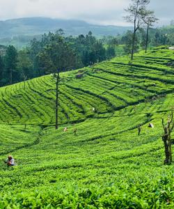 Чайные плантации 