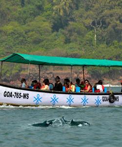 Дельфины в Индии