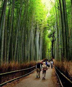 Бамбуковая роща