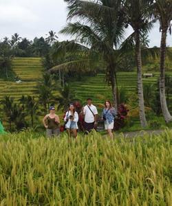 Рисовые поля на Бали