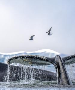 Киты в Антарктиде