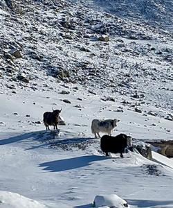 Зубровый питомник