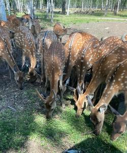 Судимирка оленья ферма