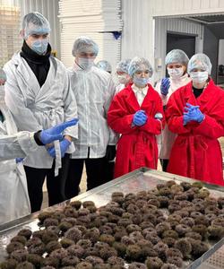 Экскурсия на производство морских ежей