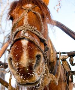 конно-санная прогулка