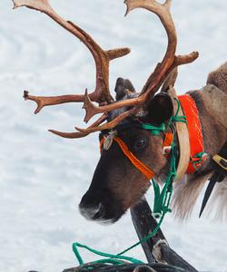 Северный олень